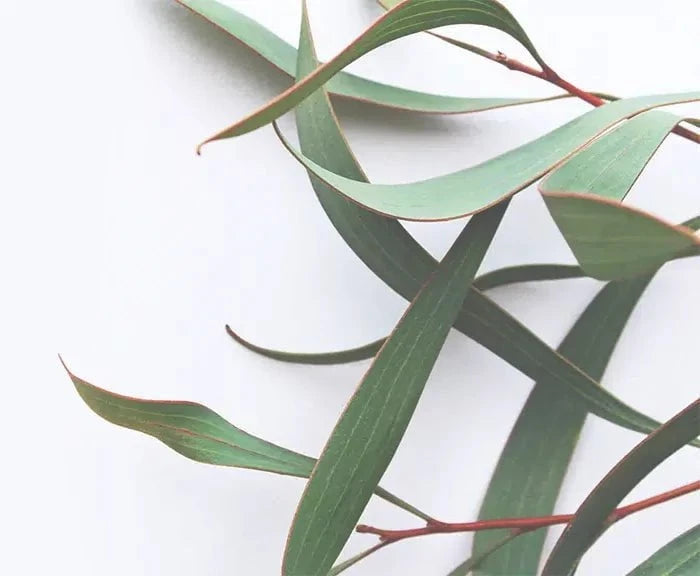 Natural leaf texture background