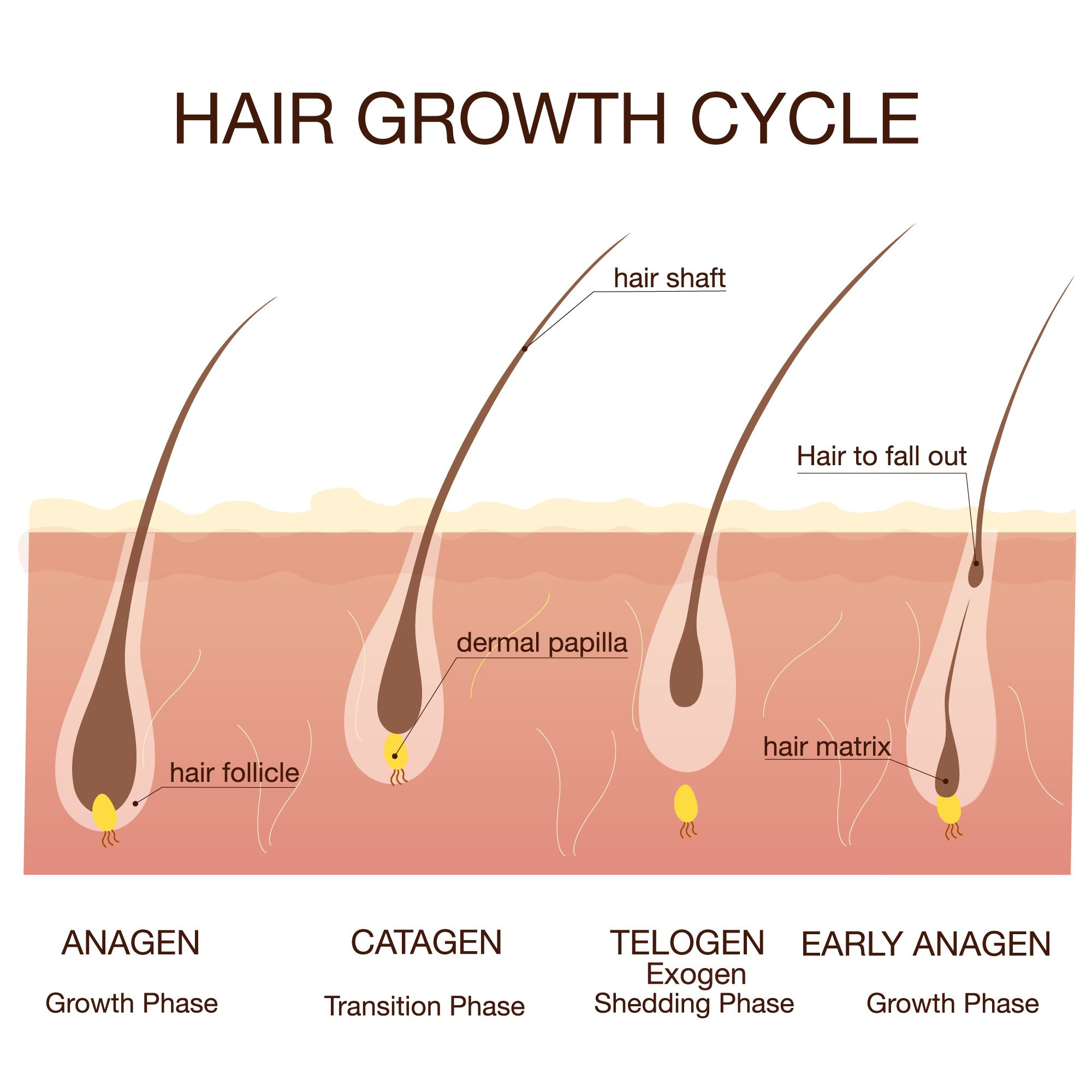 stages of the hair growth cycle